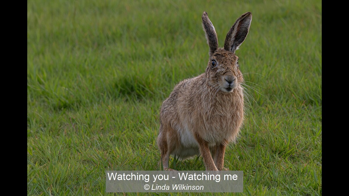 Watching you - Watching me